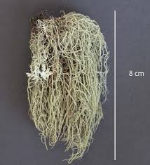 Attēlu rezultāti vaicājumam “Usnea subfloridana”