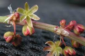 Attēlu rezultāti vaicājumam “Rumex acetosa bud”