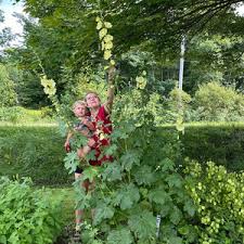 Image result for Alcea rugosa