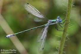 Attēlu rezultāti vaicājumam “Lestes dryas”