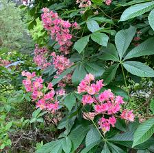 Attēlu rezultāti vaicājumam “Aesculus x hybrida flower”