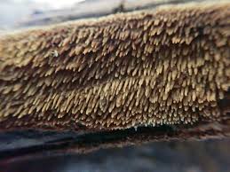 Attēlu rezultāti vaicājumam “Mycoacia fuscoatra”