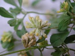 Attēlu rezultāti vaicājumam “Trifolium dubium”