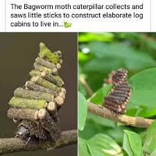 Attēlu rezultāti vaicājumam “Psychidae”