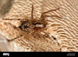 Attēlu rezultāti vaicājumam “Anyphaena accentuata”