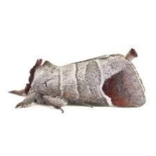 Attēlu rezultāti vaicājumam “Clostera curtula”