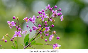 Attēlu rezultāti vaicājumam “Thalictrum aquilegifolium bud”