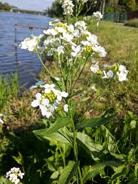 Attēlu rezultāti vaicājumam “Armoracia rusticana”