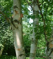 Attēlu rezultāti vaicājumam “Betula papyrifera”