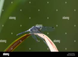 Attēlu rezultāti vaicājumam “Leucorrhinia albifrons female”