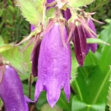Attēlu rezultāti vaicājumam “Campanula trachelium bud”