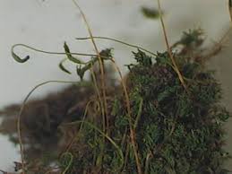Attēlu rezultāti vaicājumam “Bryum pallescens”