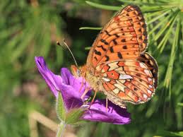 Attēlu rezultāti vaicājumam “Clossiana euphrosyne upperside”