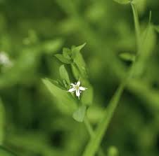 Attēlu rezultāti vaicājumam “Stellaria uliginosa”