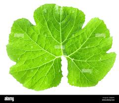 Attēlu rezultāti vaicājumam “Cucurbita pepo leaf”