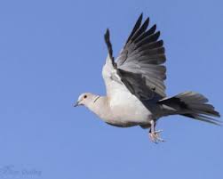 Attēlu rezultāti vaicājumam “Streptopelia decaocto”