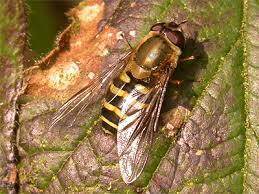 Attēlu rezultāti vaicājumam “Syrphus torvus”