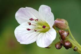 Attēlu rezultāti vaicājumam “Cardamine amara flower”