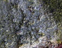 Attēlu rezultāti vaicājumam “Lecanora carpinea”