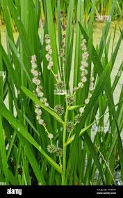 Attēlu rezultāti vaicājumam “Sparganium erectum aggr. leaf”