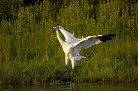 Attēlu rezultāti vaicājumam “Grus grus adult”