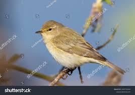 Attēlu rezultāti vaicājumam “Phylloscopus collybita”