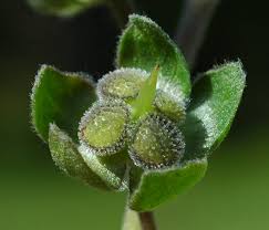 Attēlu rezultāti vaicājumam “Cynoglossum officinale leaf”