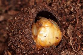 Attēlu rezultāti vaicājumam “Liocola lugubris”