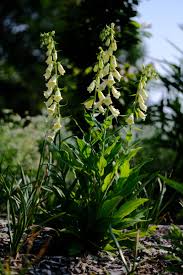 Image result for Digitalis grandiflora