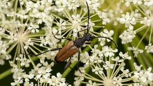 Attēlu rezultāti vaicājumam “Anastrangalia sanguinolenta”