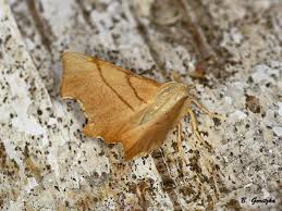 Attēlu rezultāti vaicājumam “Ennomos erosaria”