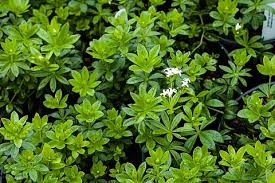 Image result for Galium odoratum