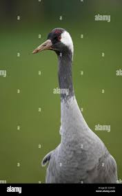 Attēlu rezultāti vaicājumam “Grus grus adult”