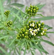Attēlu rezultāti vaicājumam “Tagetes leaf”