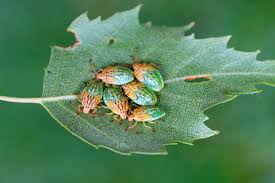 Attēlu rezultāti vaicājumam “Elasmucha grisea”