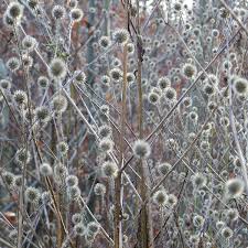 Image result for Dipsacus pilosus