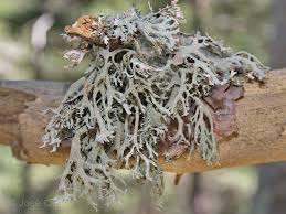 Attēlu rezultāti vaicājumam “Pseudevernia furfuracea”