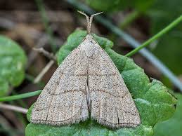 Attēlu rezultāti vaicājumam “Polypogon tentacularius”