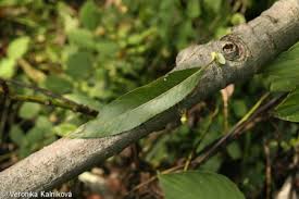 Attēlu rezultāti vaicājumam “Salix daphnoides leaf”