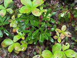 Attēlu rezultāti vaicājumam “Chimaphila umbellata leaf”