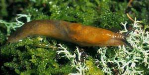 Attēlu rezultāti vaicājumam “Malacolimax tenellus”