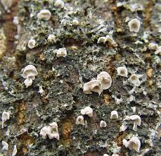 Attēlu rezultāti vaicājumam “Rimbachia neckerae”