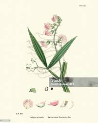 Attēlu rezultāti vaicājumam “Lathyrus sylvestris”