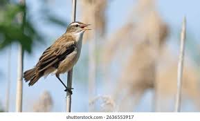 Attēlu rezultāti vaicājumam “Acrocephalus schoenobaenus”