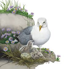 Attēlu rezultāti vaicājumam “Larus argentatus nest”