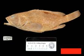 Image result for Epinephelus adscensionis