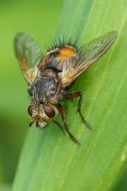Attēlu rezultāti vaicājumam “Tachinidae”