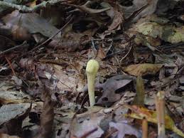 Attēlu rezultāti vaicājumam “Clavariadelphus pistillaris”