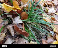 Attēlu rezultāti vaicājumam “Carex sylvatica leaf”