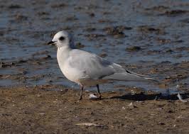 Image result for Rhodostethia rosea